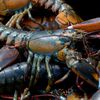 Foodie Arrested For Stealing Live Lobsters, Gourmet Food From Delivery Trucks
